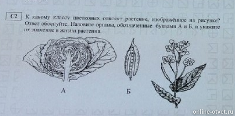 Определите какие органы обозначены на рисунке. Задания по семействам цветковых растений в ЕГЭ. Назовите растение изображенное на рисунке. Задания ЕГЭ по биологии по теме "семейства растений". К какому классу относится растение изображенное на рисунке.