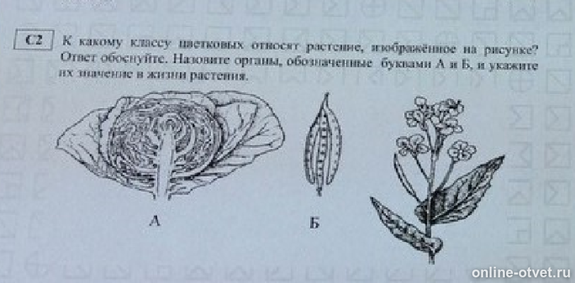 Укажите какими цифрами на рисунке. Задания по семействам цветковых растений в ЕГЭ. Назовите растение изображенное на рисунке. Задания ЕГЭ по биологии по теме "семейства растений". К какому классу относится растение изображенное на рисунке.