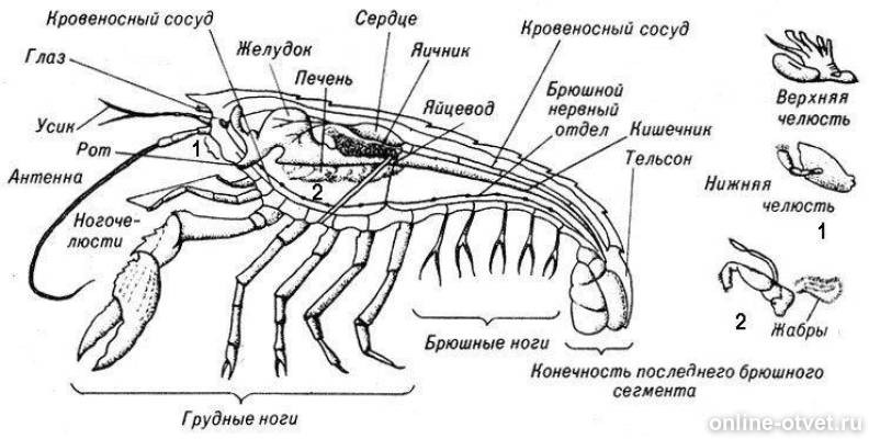 Рассмотрите рисунок рака. Внутреннее строение ракообразных схема. Внешнее строение креветки схема. Схема строения ракообразных 7 класс. Внутреннее строение ракообразных 7 класс.