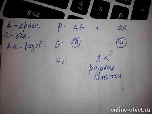 Изображение к ответу