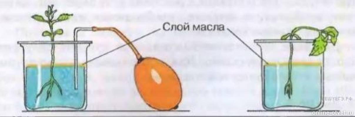 Опыт показывающий дыхание растений. Лабораторная работа изучение роли рыхления для дыхания. Лабораторная работа изучение роли рыхления для дыхания. Раб. Лабораторная работа по исследованию корня.