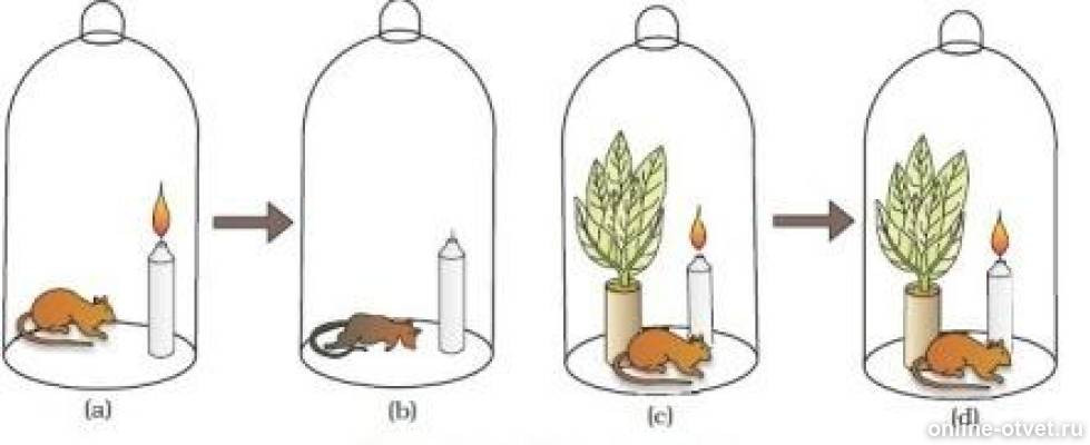 Рассмотрите рисунок с изображением схемы опыта. Джозеф Пристли опыт с мышью. Джозеф Пристли опыт с мышью кислород. Джозеф Пристли эксперименты с растениями. Джозеф Пристли опыт с мышами.