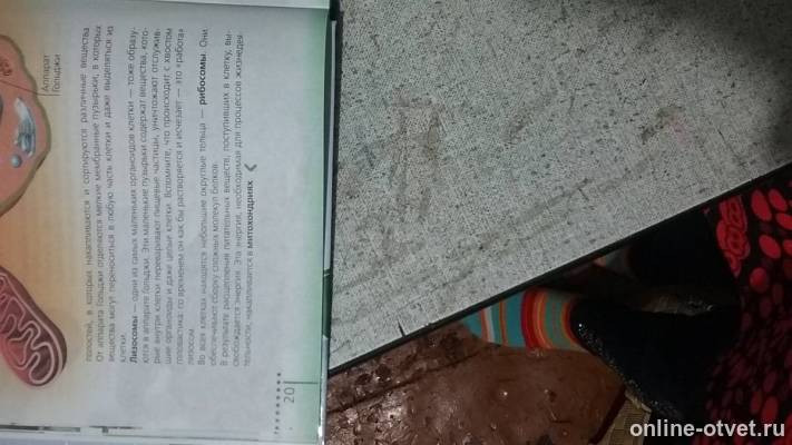 Изображение к ответу