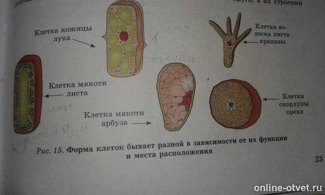 Изображение к ответу