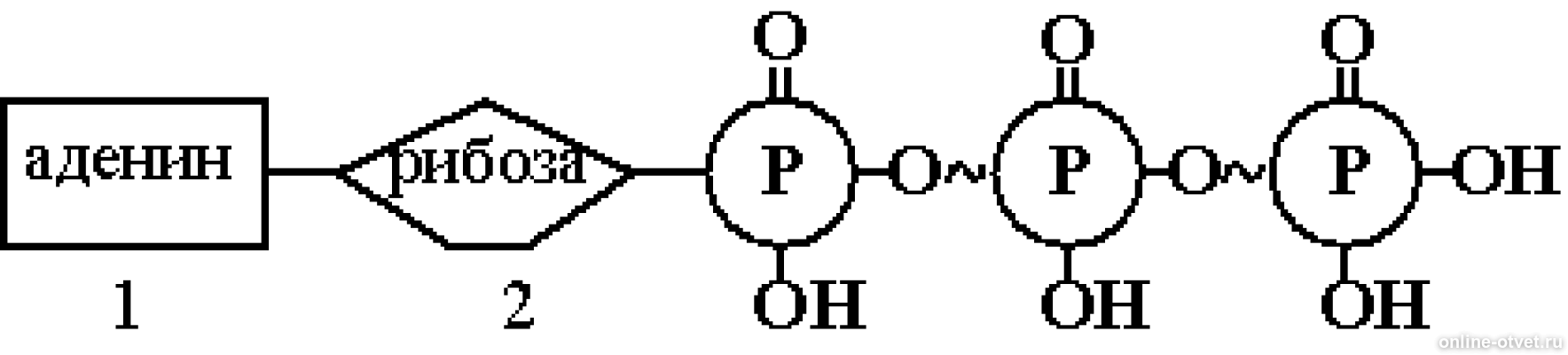 Молекула какого вещества изображена. Схема строения АТФ ЕГЭ. Схема строения молекулы АТФ ЕГЭ. Схема строения какого вещества изображена. Схема какого какого вещества изображена на рисунке.