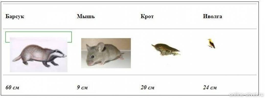 В сравнении с кротом крупнее мельче. Крот и мышь. Крот или мышка. Размер мыши. Крот как мышка.