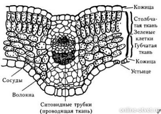 На рисунке клетки столбчатой и губчатой ткани обозначены буквой