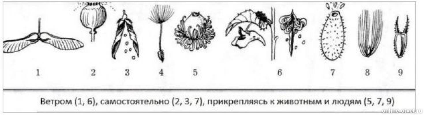 На рисунке представлены разные типы. Приведите примеры двух трех способов распространения плодов и семян. Два три примера способа распространения плодов и семян. Рассмотрите изображённые на рисунке плоды растений. Приведите 2-3 примера способов распространения плодов и семян..