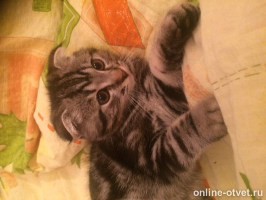 Изображение к ответу