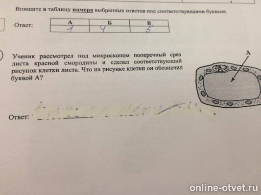 На рисунке видна растительная клетка под микроскопом: найдено 81 картинок
