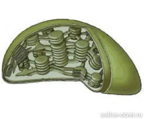 Ответы: Помогите Пожалуйста!!!! 1. Каких Органоидов В Клетках Мышечной  Ткани Будет Больше У Летающих Птиц По Сравнению С Нелетающими? 1) Эпс 2)  Лизосом 3) Пластид 4) Митохондрий2.Митохондрию В Клетке Можно Уз...