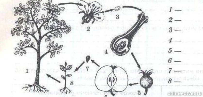 8 рассмотрите рисунки. Основные этапы роста и развития цветкового растения яблони схема. Схема цикл развития цветкового растения яблони. Цикл развития цветкового растения яблони. Размножение яблони схема.