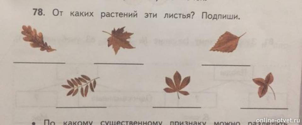 внутреннее строение одуванчика биология 6 класса впр по биологии. тип листорасположения у дуба. простой и сложный лист тип жилкования. существенные признаки листьев. октябрь подпись с листочками.