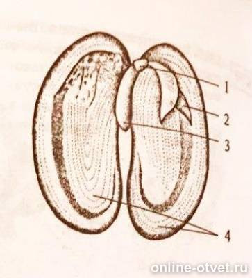 Строение зародыша семени фасоли. Семя фасоли семенная кожура зародыш. Микропиле семени фасоли. Строение семян кукурузы и фасоли 6 класс биология. Строение двудольного семени.