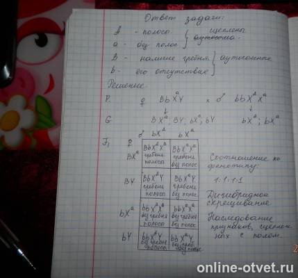 Изображение к ответу