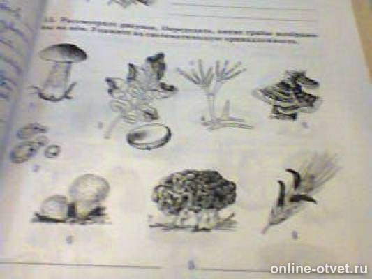 Рассмотрите рисунок 7 определите какое изображение. Какой гриб изображен на рисунке. Какое явление изображено на рисунке охарактеризуйте. Рассмотрите рисунок определите какие грибы изображены на нем. Рассмотрите рисунок определите какие грибы изображены на нем укажите.