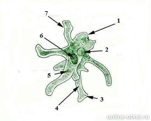 Цифрой 7 на рисунке обозначены. Амеба органелла обозначена цифрой 5. Рассмотри рисунок.. Какое животное на нем изображено радиолярия фораминифера амеба. Амеба какая органелла обозначена цифрой 5.