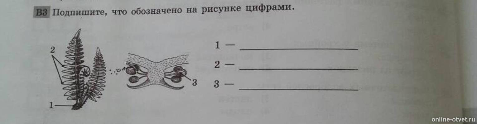 Что обозначено на рисунке цифрой 4