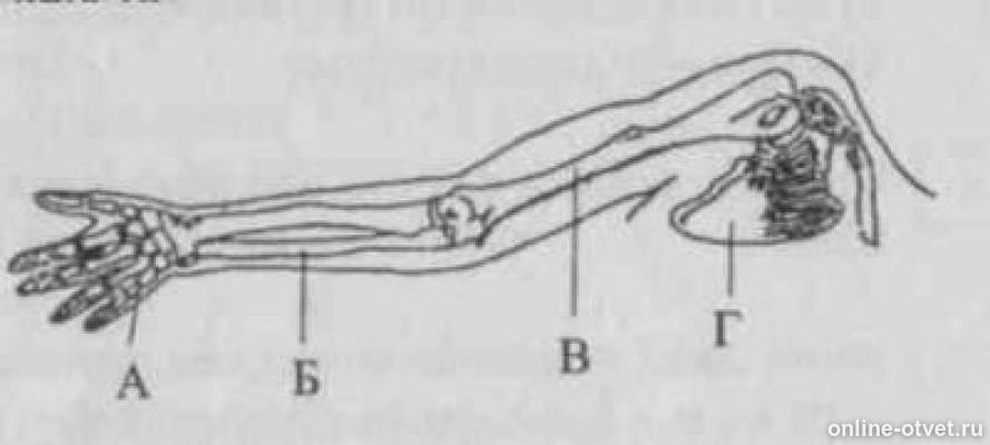 Какой буквой на рисунке обозначено предплечье