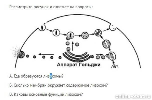 Содержимое лизосом. Содержимое лизосом. Клетка органоиды клетки лизосомы. Лизосомы строение структура и функции. Лизосомы строение схематично.