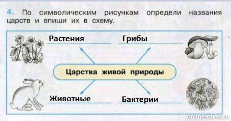 Рассмотрите изображение живой природы. По символическим рисункам определи названия Царств и впиши их в схему. Название Царств. Схемы Природоведение. Определи название царства живых и впиши их.