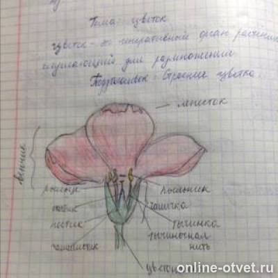 Изображение к ответу