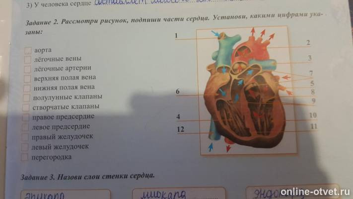 Рассмотри рисунок подпиши. Рассмотрите рисунок и подпишите части сердца. Подпиши части сердца.. Сердце подписанные части подписать рисунок. Подпишите части сердца обозначенные цифрами.