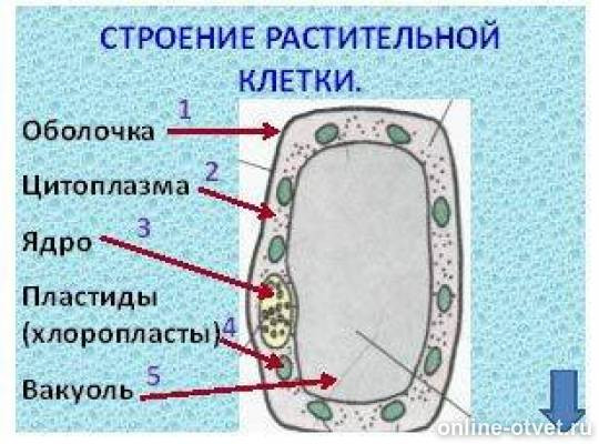 На рисунке изображена растительная клетка какую функцию выполняет часть а