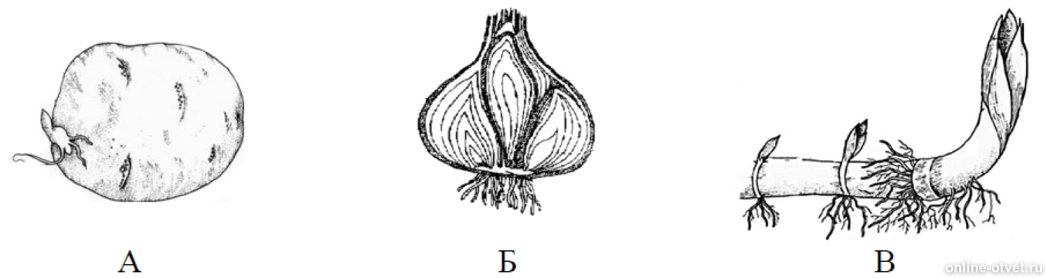 Рассмотрите изображение луковицы лука и выполните задания впр по биологии 6 класс 2 вариант