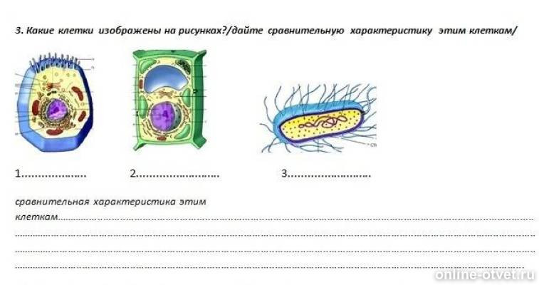 Функция клетки изображенной на рисунке. Какая клетка изображена. Какие клетки изображены на рисунках дайте. Какая клетка игображены на рисунке. На рисунке изображена клетка.