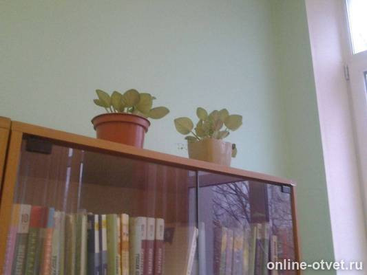 Изображение к ответу