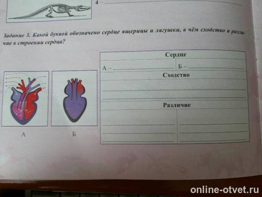 Ответы Какой буквой обозначено сердце ящерицы и лягушки