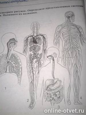 1 из систем органов человека. Системы органов человека рисунок. Определите представленные системы органов. Рассмотри изображение органов человека. Рассмотрите рисунок определите представленные системы органов.