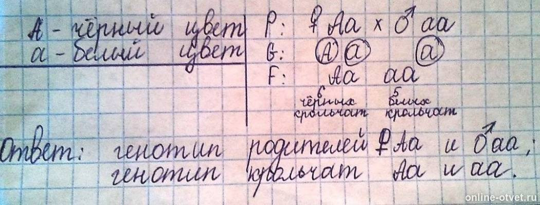 Изображение к ответу