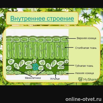 Изображение к ответу