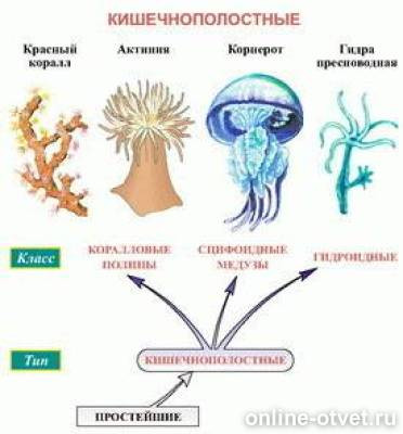Таблица кишечнополостные 7 класс биология. Биология 7 класс параграф 6 тип кишечнополостные. Тип кишечнополостные 7 класс биология таблица. Общая характеристика кишечнополостных 7 класс биология таблица. Кишечнополостные представители.